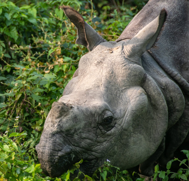 chitwan