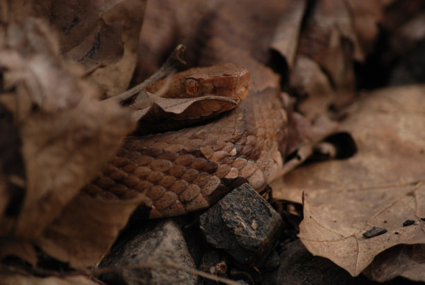 copperhead