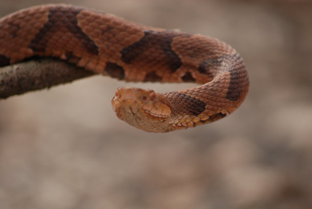copperhead