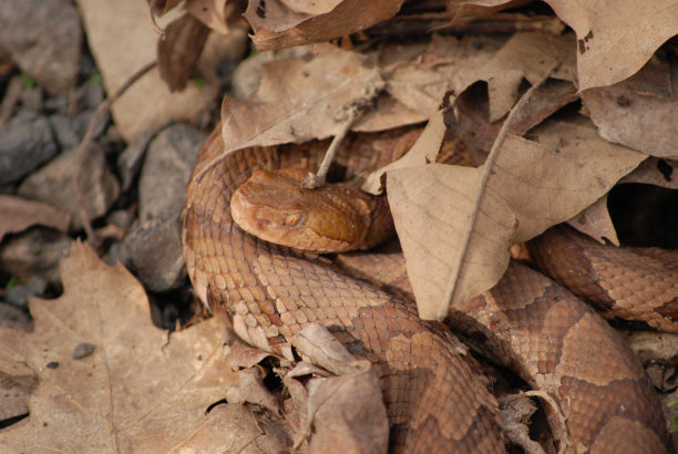 copperhead
