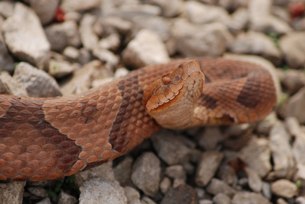 copperhead