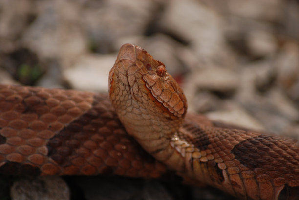 copperhead