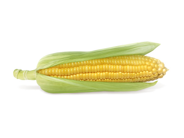 maize