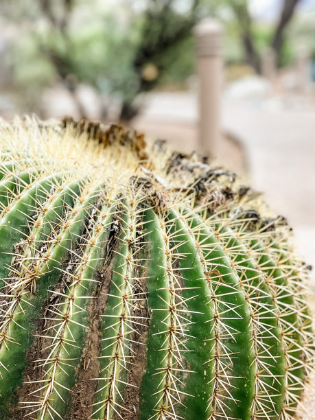 cholla
