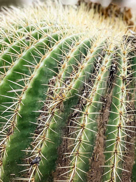 ocotillo