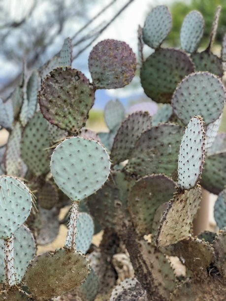 ocotillo