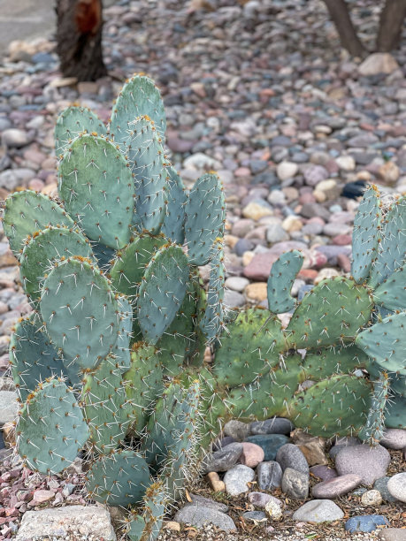 ocotillo