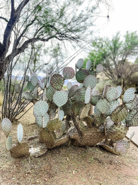 ocotillo