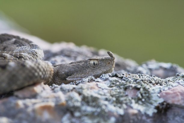 adders