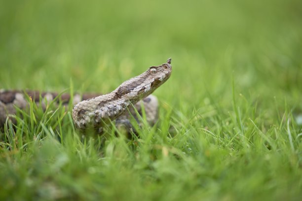 adders