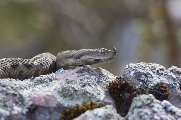 adders