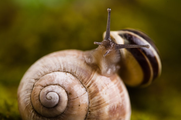 gastropod
