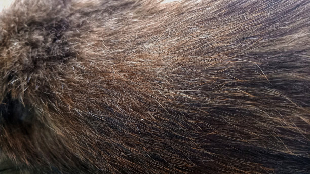 hairs