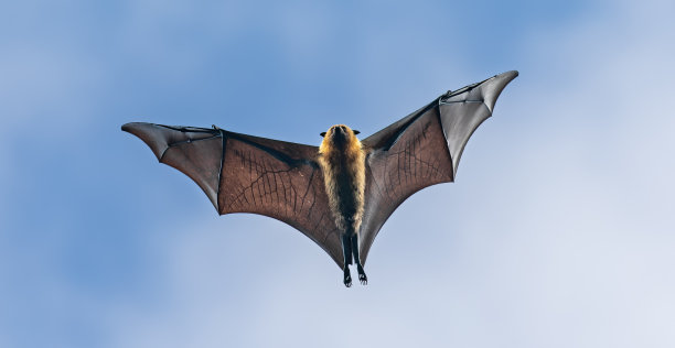 bat