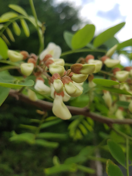 黄槐花图片