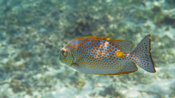 rabbitfish
