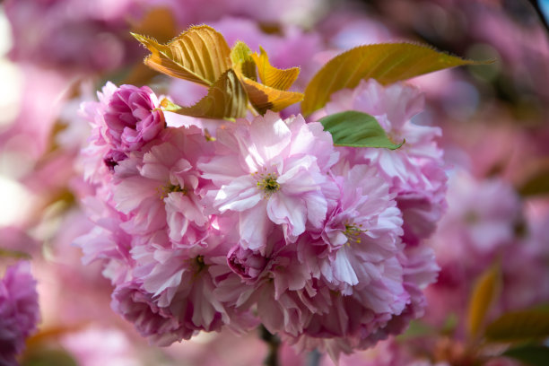 sakura