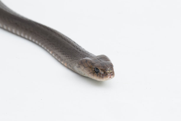 cobra