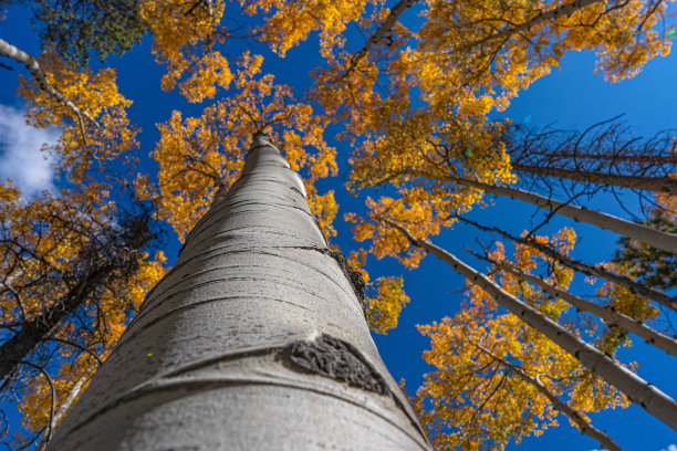 aspen