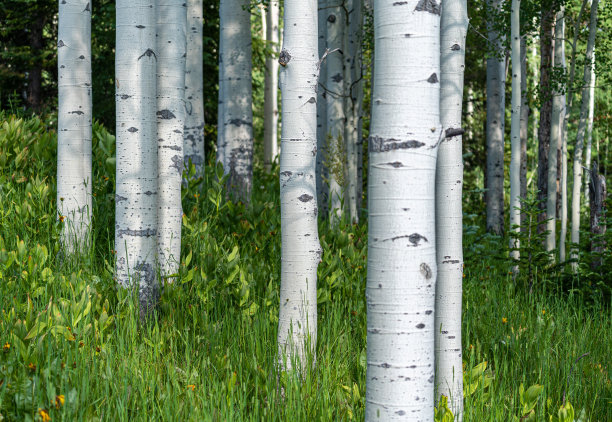 aspen