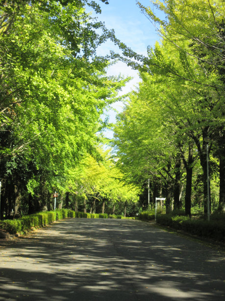 avenue