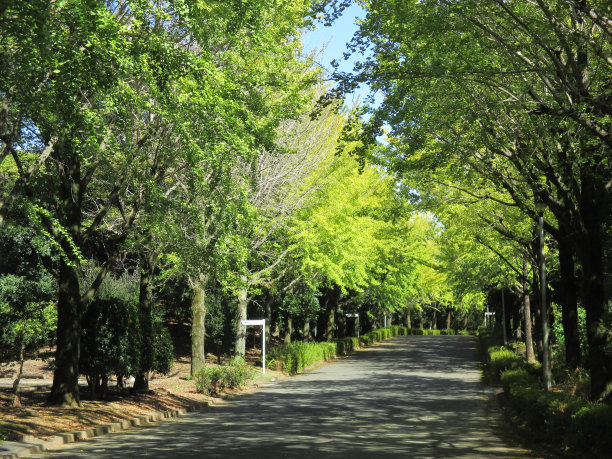 avenue