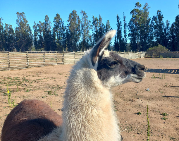 llama