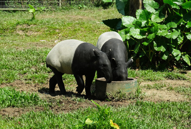 tapir