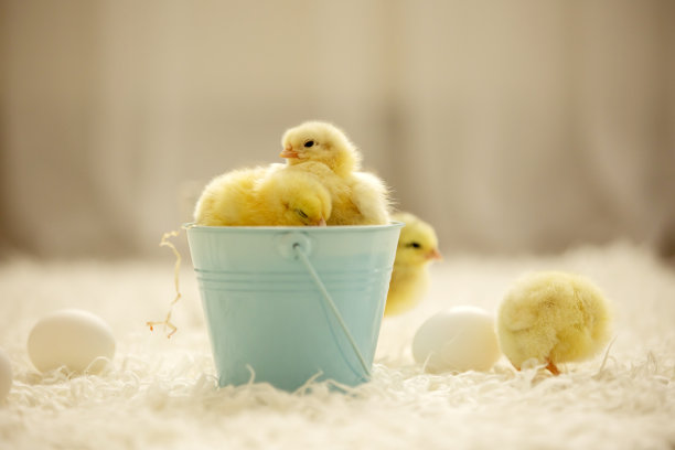 chick