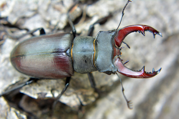 arthropod