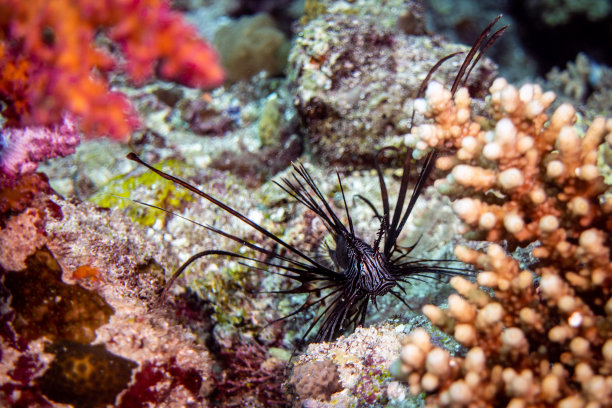lionfish