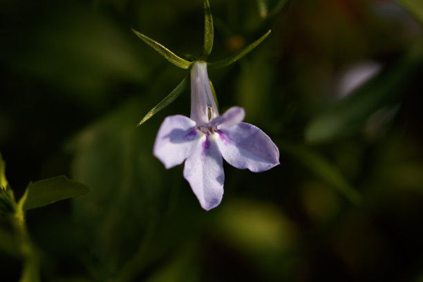 lobelia