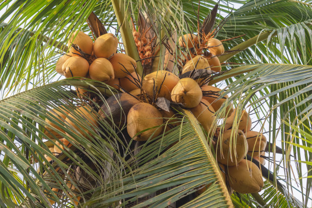 coconut