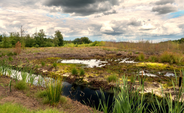 fen