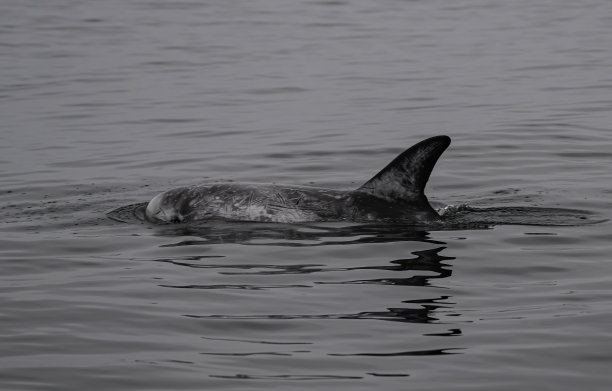 灰海豚