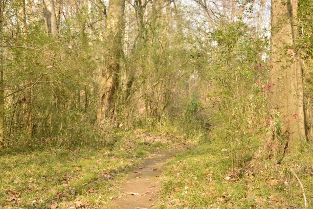 clearing
