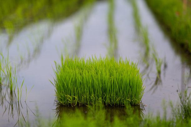 水稻种植