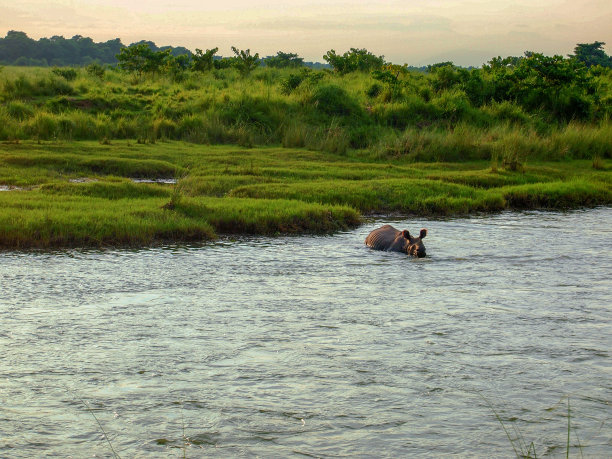 chitwan