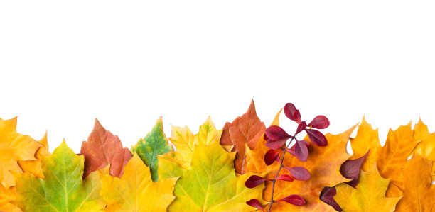 多彩秋季枫叶无缝图案