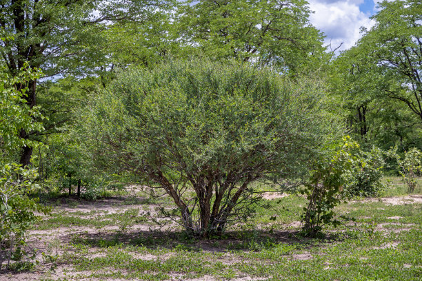 bushveld