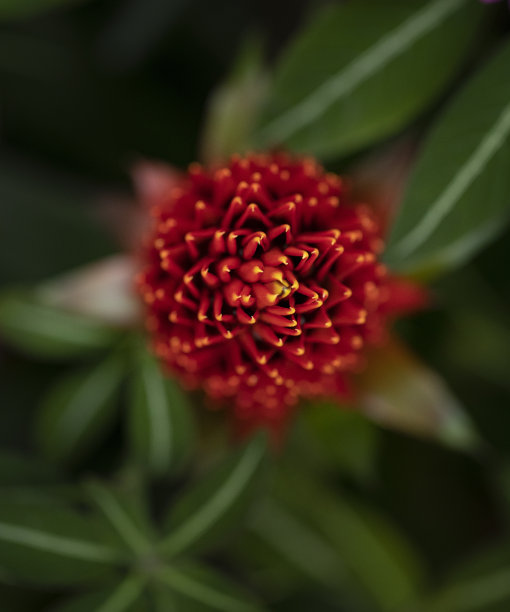 rhodiola