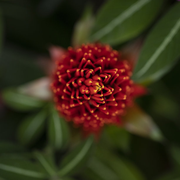 rhodiola