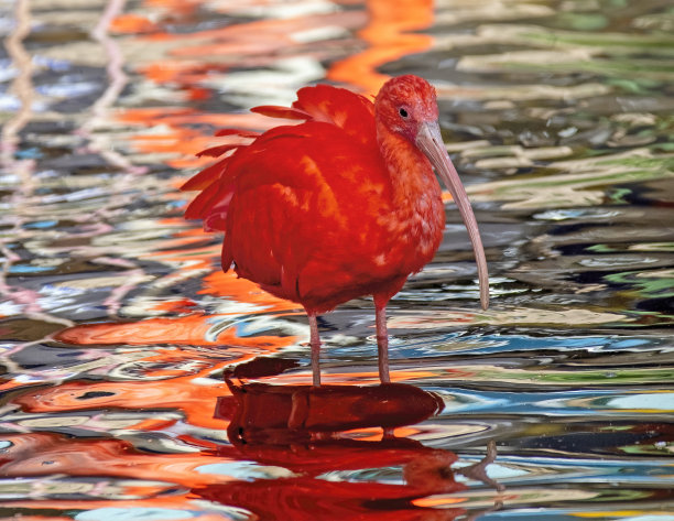 ibis