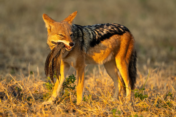jackal