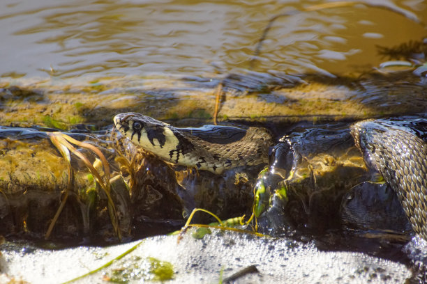 natrix