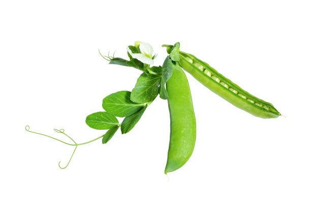 lathyrus