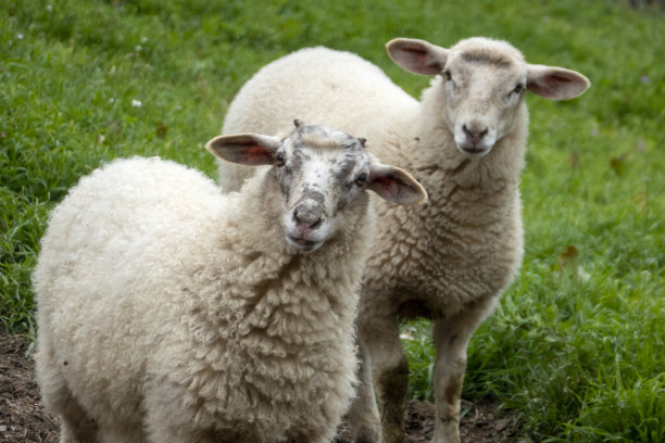 sheep