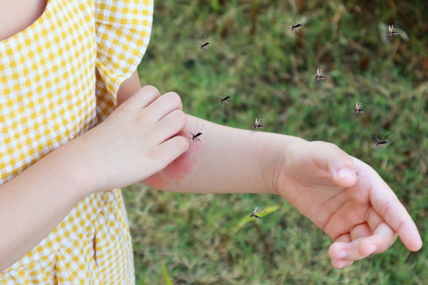 mosquito