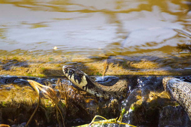 natrix