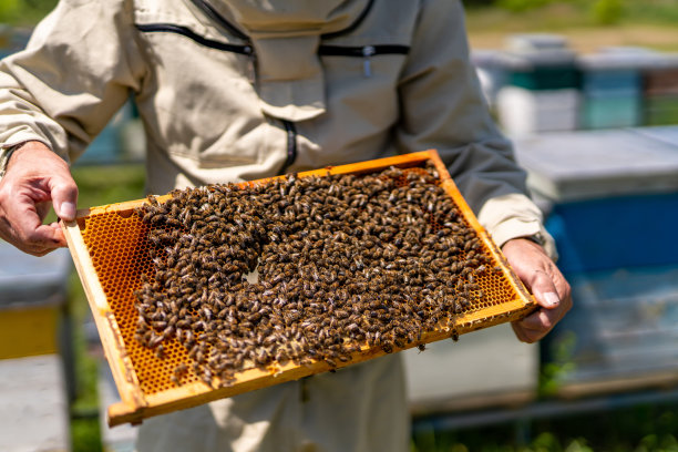 beekeeper